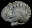Wide Enrolled Pedinopariops Trilobite #56496-2